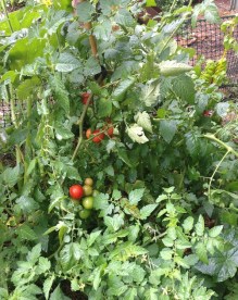 tomatoes-small